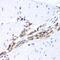 Tubulin polymerization-promoting protein family member 3 antibody, LS-C334938, Lifespan Biosciences, Immunohistochemistry frozen image 