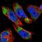 Dynein Light Chain LC8-Type 1 antibody, NBP1-88824, Novus Biologicals, Immunofluorescence image 