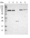 KN Motif And Ankyrin Repeat Domains 4 antibody, ab121410, Abcam, Western Blot image 