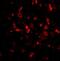 Thymic Stromal Lymphopoietin antibody, NBP1-76754, Novus Biologicals, Immunofluorescence image 