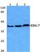 Lysophosphatidic Acid Receptor 3 antibody, AP01256PU-N, Origene, Western Blot image 