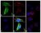 Erythropoietin Receptor antibody, 710484, Invitrogen Antibodies, Immunofluorescence image 