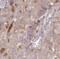 GABA Type A Receptor Associated Protein Like 1 antibody, FNab03276, FineTest, Immunohistochemistry paraffin image 