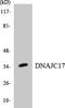 DnaJ Heat Shock Protein Family (Hsp40) Member C17 antibody, LS-C291885, Lifespan Biosciences, Western Blot image 