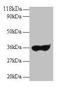 Human Ig Light chain antibody, LS-C211280, Lifespan Biosciences, Western Blot image 