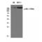 Insulin Receptor Substrate 1 antibody, LS-C381052, Lifespan Biosciences, Western Blot image 