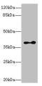 Clavesin 2 antibody, LS-C371503, Lifespan Biosciences, Western Blot image 