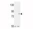 Fibroblast Growth Factor Receptor 1 antibody, F51933-0.4ML, NSJ Bioreagents, Western Blot image 