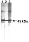 FAS antibody, ADI-AAM-227-E, Enzo Life Sciences, Western Blot image 