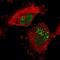 Regulation Of Nuclear Pre-MRNA Domain Containing 1A antibody, NBP1-87917, Novus Biologicals, Immunofluorescence image 