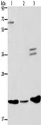 RAP1B, Member Of RAS Oncogene Family antibody, TA323457, Origene, Western Blot image 