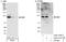 HMG box transcription factor BBX antibody, A303-151A, Bethyl Labs, Immunoprecipitation image 