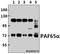 TATA-Box Binding Protein Associated Factor 6 Like antibody, A12489-1, Boster Biological Technology, Western Blot image 