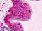 RAD51 Recombinase antibody, LS-B4787, Lifespan Biosciences, Immunohistochemistry frozen image 