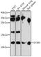 Splicing Factor 3b Subunit 5 antibody, 16-315, ProSci, Western Blot image 