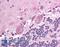 NDC80 Kinetochore Complex Component antibody, LS-B1704, Lifespan Biosciences, Immunohistochemistry frozen image 