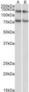 Caprin-1 antibody, NBP2-42504, Novus Biologicals, Western Blot image 