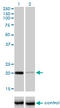 Centrin 3 antibody, LS-C196901, Lifespan Biosciences, Western Blot image 