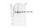 Adenosylhomocysteinase Like 1 antibody, 94248S, Cell Signaling Technology, Western Blot image 