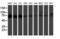 Protein Phosphatase 1 Regulatory Subunit 15A antibody, LS-C173753, Lifespan Biosciences, Western Blot image 