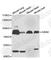 Axin 2 antibody, A2513, ABclonal Technology, Western Blot image 