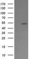 ETS Transcription Factor ERG antibody, LS-C174670, Lifespan Biosciences, Western Blot image 