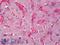 CD59 Molecule (CD59 Blood Group) antibody, LS-B6568, Lifespan Biosciences, Immunohistochemistry frozen image 