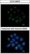 Carnosine Dipeptidase 2 antibody, GTX116375, GeneTex, Immunocytochemistry image 