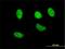 Nuclear Factor, Erythroid 2 Like 2 antibody, H00004780-M02, Novus Biologicals, Immunofluorescence image 