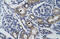 Tripartite Motif Containing 68 antibody, 28-097, ProSci, Enzyme Linked Immunosorbent Assay image 