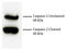 Caspase 2 antibody, 99-808, ProSci, Enzyme Linked Immunosorbent Assay image 