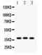Cellular Communication Network Factor 2 antibody, PA5-79088, Invitrogen Antibodies, Western Blot image 
