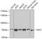 Galactosylceramidase antibody, 19-192, ProSci, Western Blot image 