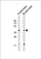 GDP-Mannose Pyrophosphorylase B antibody, PA5-72304, Invitrogen Antibodies, Western Blot image 