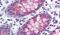 Transmembrane Serine Protease 4 antibody, PA5-33084, Invitrogen Antibodies, Immunohistochemistry frozen image 