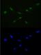 RAN, Member RAS Oncogene Family antibody, A00204-1, Boster Biological Technology, Immunofluorescence image 