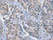 Potassium Voltage-Gated Channel Subfamily Q Member 5 antibody, CSB-PA296843, Cusabio, Immunohistochemistry frozen image 