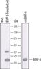 Bone Morphogenetic Protein 6 antibody, PA5-47829, Invitrogen Antibodies, Western Blot image 