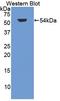 Glycogen Synthase Kinase 3 Alpha antibody, LS-C294292, Lifespan Biosciences, Western Blot image 