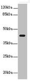 Peroxisomal Biogenesis Factor 3 antibody, LS-C676251, Lifespan Biosciences, Western Blot image 