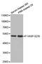 Vasodilator Stimulated Phosphoprotein antibody, LS-C335854, Lifespan Biosciences, Western Blot image 