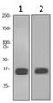 SRY-Box 2 antibody, ab92494, Abcam, Western Blot image 