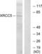 X-Ray Repair Cross Complementing 5 antibody, LS-C119556, Lifespan Biosciences, Western Blot image 