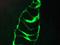 Keratin 10 antibody, orb95711, Biorbyt, Immunofluorescence image 