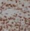 DNMT antibody, FNab02482, FineTest, Immunohistochemistry frozen image 