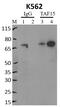 TATA-Box Binding Protein Associated Factor 15 antibody, MA3-078, Invitrogen Antibodies, Immunoprecipitation image 