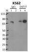 TATA-Box Binding Protein Associated Factor 15 antibody, MA3-078, Invitrogen Antibodies, Immunoprecipitation image 