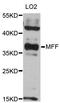 Mitochondrial Fission Factor antibody, LS-C747496, Lifespan Biosciences, Western Blot image 