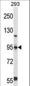 Forkhead Box P4 antibody, LS-C166244, Lifespan Biosciences, Western Blot image 