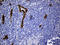 Tetraspanin 7 antibody, LS-C796025, Lifespan Biosciences, Immunohistochemistry paraffin image 